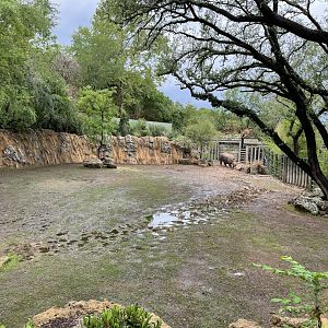 Elephant Springs - Indian Rhinoceros Habitat