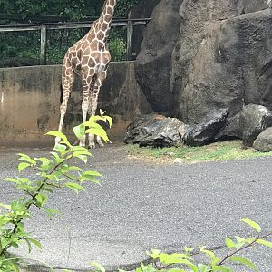 Philly-giraffe