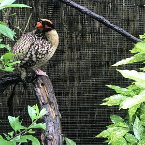 Philly-Catyr’s tragopan inside Wings of Asia