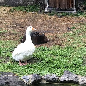 Philly-Sebastopol goose