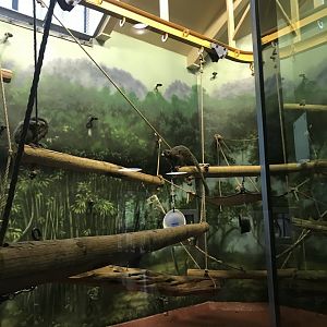 Philly-mongoose lemurs in new exhibit
