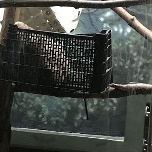 Philly-sloth in basket