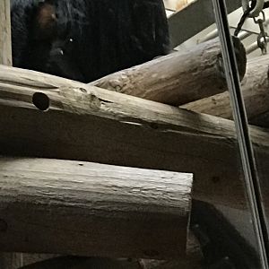 Philly-Francois langur, baby peeking out