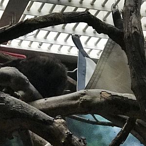 Philly-blue-eyed black lemur male