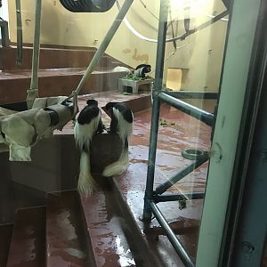 Philly-colobus monkeys