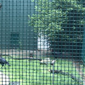 Philly-southern ground hornbills