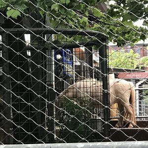 Philly-mini horse