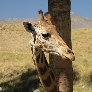 Giraffe