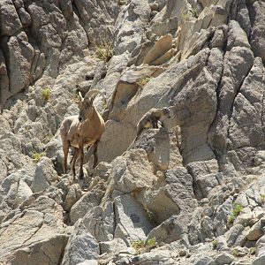 Desert Bighorn Sheep Ewe & Two-Day-Old Lamb