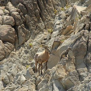 Desert Bighorn Sheep Ewe & Two-Day-Old Lamb