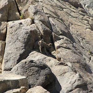 Two-Day-Old Desert Bighorn Sheep Lamb
