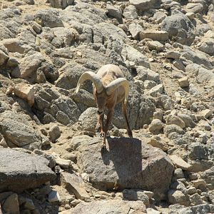 Desert Bighorn Sheep Ram