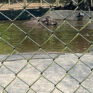 Tapir swimming