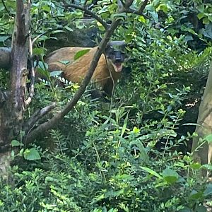 Yellow throated Martin