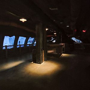 May. 2021 - Wild Arctic - Beluga Above Viewing