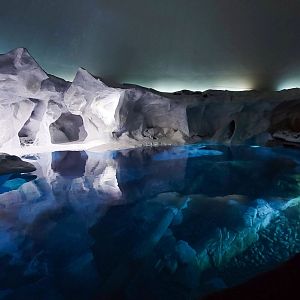 May. 2021 - Wild Arctic - Beluga Exhibit