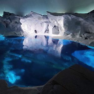 May. 2021 - Wild Arctic - Beluga Exhibit
