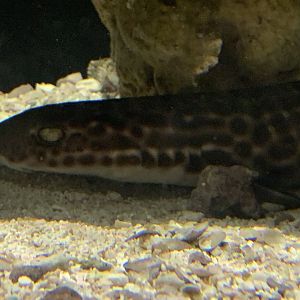Coral Catshark?