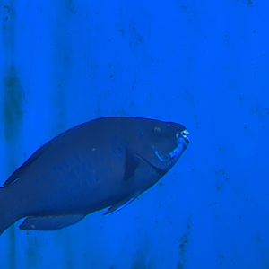 Parrotfish ID?