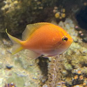 Sunburst Anthias (Serranocirrhitus latus)