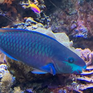 Parrotfish ID?