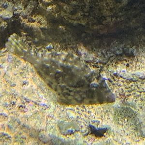 Bristletail Filefish (Acreichthys tomentosus)
