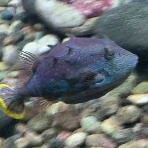 Ornate Boxfish (Aracana ornata)