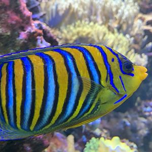 Royal Angelfish (Pygoplites diacanthus)