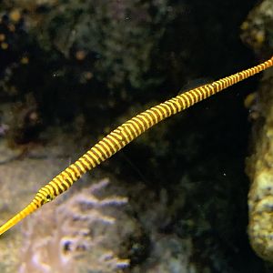 Banded Pipefish (Dunckerocampus dactyliophorus)