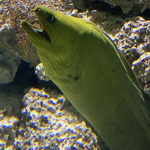 Green Moray (Gymnothorax funebris)