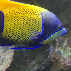 Blue-Girdled Angelfish (Pomacanthus navarchus)