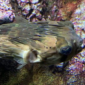 Long-Spine Porcupinefish (Diodon holocanthus)