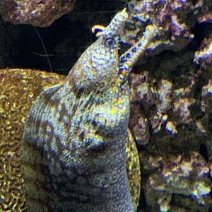 Dragon Moray (Enchelycore pardalis)