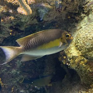 Masked Angelfish (Genicanthus personatus)