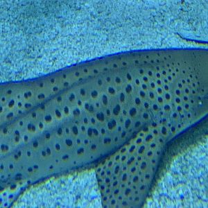 Zebra Shark (Stegostoma fasciatum)