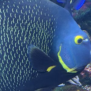 French Angelfish (Pomacanthus paru)
