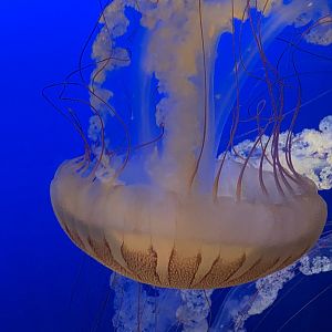 South American Sea Nettle (Chrysaora plocamia)