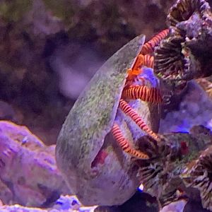 Halloween Hermit Crab (Ciliopagurus strigatus)