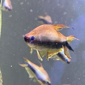 Emperor Tetra (Nematobrycon palmeri)