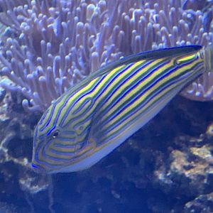 Clown Surgeonfish (Acanthurus lineatus)
