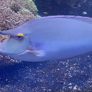 Bluespine Unicornfish (Naso unicornis)