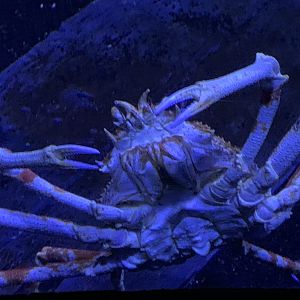 Japanese Spider Crab (Macrocheira kaempferi)