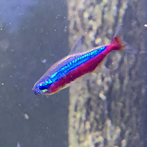 Cardinal Tetra (Paracheirodon axelrodi)