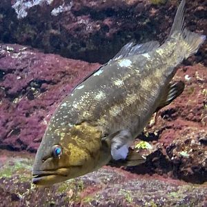 Kelp Rockfish (Sebastes atrovirens)