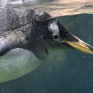 Gentoo Penguin (Pygoscelis papua)
