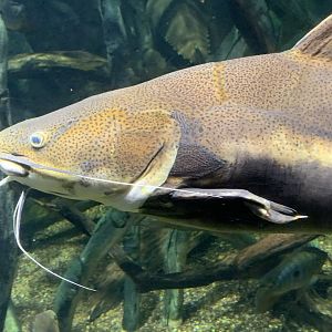 Redtail Catfish (Phractocephalus hemioliopterus)