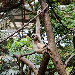 Northern White-cheeked Gibbon