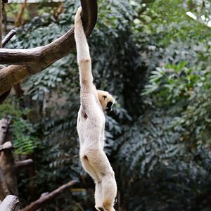 Northern White-cheeked Gibbon