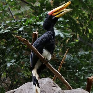 Rhinoceros Hornbill