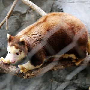 Matschie's Tree-kangaroo, June 2016